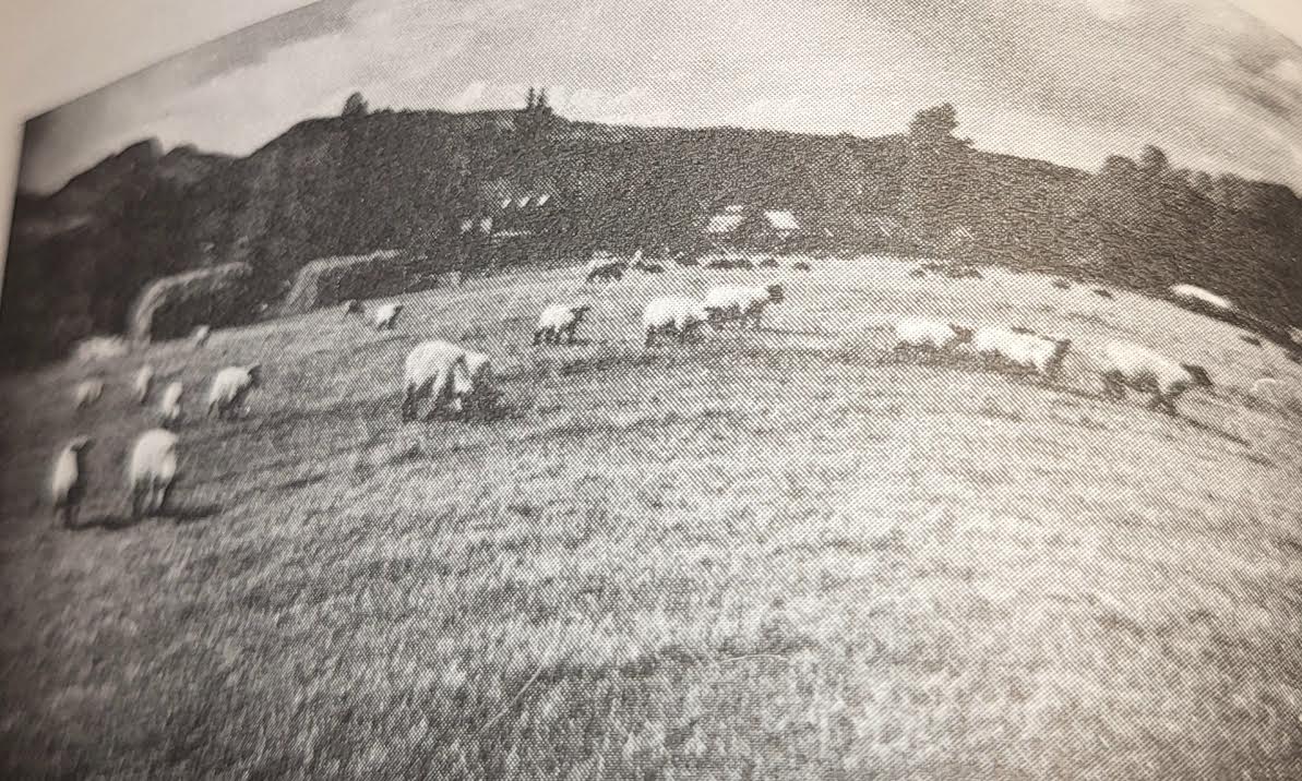 Shepherdess of Elk River Valley